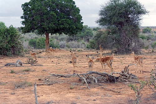 Kenia (326)